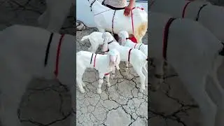 #5 #litre #dudh #ek #time #ka #ek #Bakri #Ke #Char #bache #price #110000 #Piya