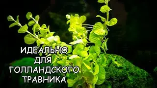 ЛИСИМАХИЯ АУРЕЯ. Lysimachia nummularia 'Aurea'. СЕКРЕТЫ ВЫРАЩИВАНИЯ