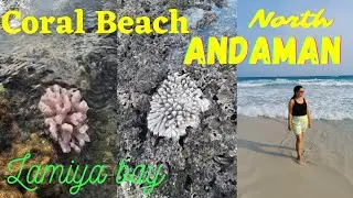 Best beach in Andaman with Coral | North Andaman tour | Diglipur