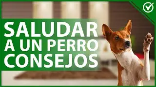 🐶 C&oacute;mo Saludar de Forma Correcta a un Perro Conocido o Desconocido - Recomendaciones 👋🐶