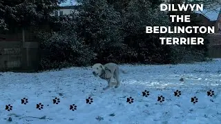 🐾 Dilwyn the Bedlington Terrier: Dilwyn&rsquo;s diary for January 2026