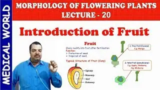 FRUIT NAMES | MORPHOLOGY OF FLOWERING PLANTS | LECTURE 20