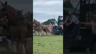 So ready to pull #horse #pulls #belgian #drafthorses