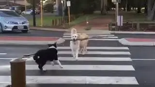 Dogs using the crosswalk