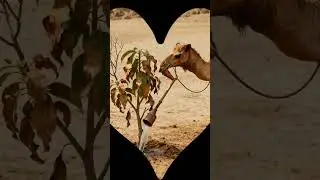 #facts #amazingfacts #farming #funny #agriculture #camel #ai #bus #funnyaistor y #mango