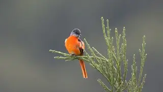 灰喉山椒鳥/Grey-chinned Minivet