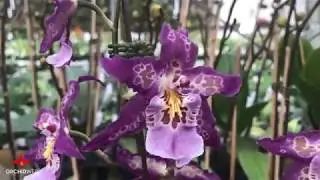 OrchidWeb - Degarmoara Shibumi 'Purple Rain'