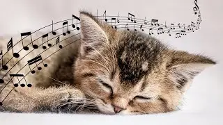 Soothing cat music with water sounds ♬ 528 Hz healing music for stressed cats 😻