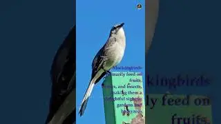 Mesquite Serenade: The Majestic Mockingbird #mockingbird #northernmockingbird #birdwatching #birds
