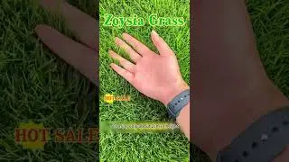 Evergreen Dwarf Grass Seed