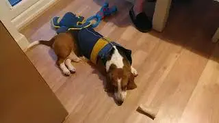Lazy Basset Hound can't be bothered to go on a walk. #dog