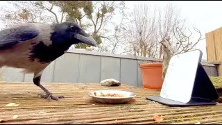 Does a Crow Recognize Itself in a Mirror? Compilation!