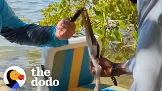 Friends Turn Their Florida Vacation Into A Bird Rescue Mission | The Dodo