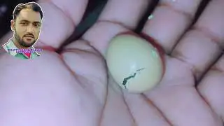 Teetar egg hatching 🐣 my hand most cute new born baby #muhammad_irfan