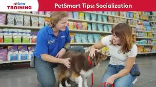 How to Socialize Your Puppy the Right Way | PetSmart Training Tips