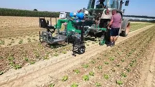 Optyma sarchiatrice interfila interpianta inter row weeding hoeing machine