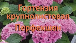 Гортензия крупнолистовая Перфекшен (perfekshen) 🌿 обзор: как сажать, саженцы гортензии Перфекшен