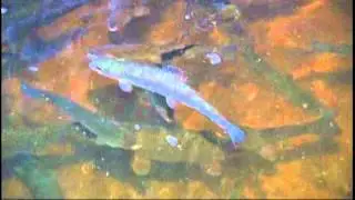 The Thistle Springs Trout Farm Show