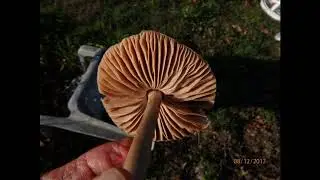 Volvopluteus gloiocephalus,  the big sheath mushroom, rose-gilled grisette, stubble rosegill