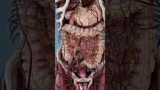 Anatom&iacute;a del intestino grueso en 3D