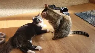 Cats Allogrooming