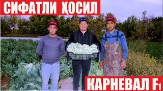 Аҳоли томорқаларини эгаллаётган Карневал F1 (Cauliflower Karneval F1-Sakata)