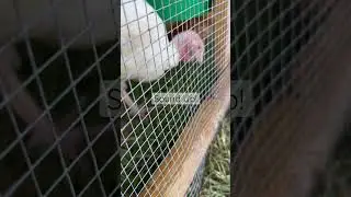 Do Turkeys eat grass? Pastured Poultry. Meatbirds