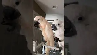 Moluccan Cockatoo vs Umbrella Cockatoo &ldquo; Cherry War part 1.&rdquo;