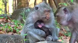 So Funny Mom Monkey​​ Laugh Take Newborn Baby Monkey Sleeping and happy animal #1110