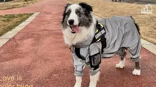 Reflective Dog Raincoat With Hood 🐕☔
