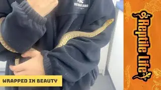 Cuddly Woma Python | Reptile Life