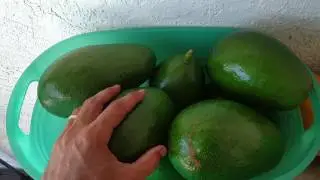 Picking Avocados: homegrown fruit harvesting
