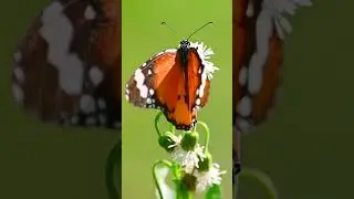 This butterfly moment hits different #relaxing #asmr #shorts