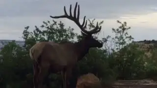 Large Elk at the Grand Canyon and some dumb tourists