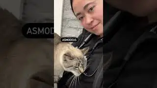 Clinic cat vs Vet