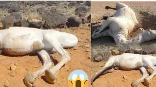 Don't Touch A Dead 🐪🐫 Camel in The Desert 🏜️🏝️ in Saudi Arabia