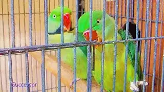 Stunning Kashmiri Raw Parrot Couple Sitting Calmly | Crystal Clear DSLR HD Footage 🦜💚