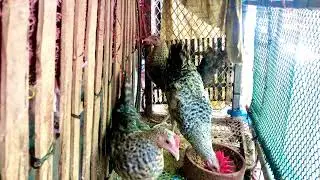chicken feeding pan | মুরগি পালন | Chicken Farm
