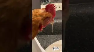 Curing Sour Crop in Chickens: This is How We Made Ruth Better #sickchicken
