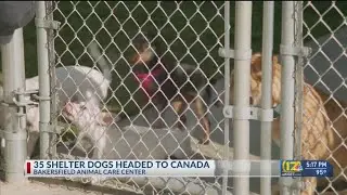 35 shelter dogs headed to Canada from the Bakersfield Animal Care Center