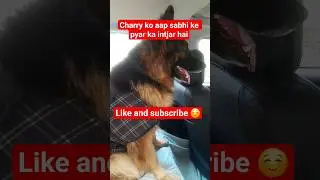 Charry ko aap sabhi ke pyar ka intjar hai #shorts #shortvideo #song #shortsfeed #shortsviral #status