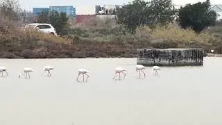 Кипр. Лимассол. Фламинго. Cyprus. Limassol. Flamingo.