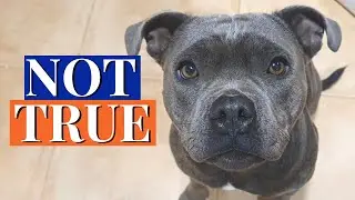 3 Myths About Staffies That Are Simply WRONG