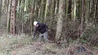 道路横の桜を復活させるために雑木を処理していく