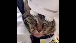 Funny cat. Part 66 | MOOD COLOR | FUNNY CATS | Tik Tok | Shorts