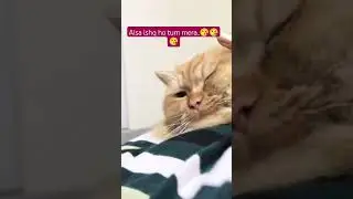 aisa ishq ho tum mera...😘😘😘#funny #catshorts #cuteanimal #youtubeshorts #viral #shorts #trending