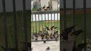 Yellow Headed blackbird