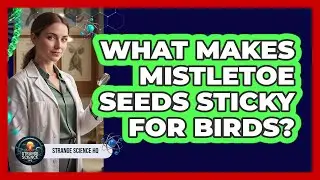 What Makes Mistletoe Seeds Sticky For Birds?