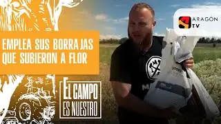 Emplea sus borrajas que subieron a flor para recoger sus semillas