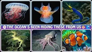 Things the Ocean Is Hiding From Us 🌊😱